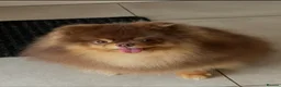 Pomeranian dogs for stud: True-Breed Chocolate and Tan Pomeranian  - Advert 2
