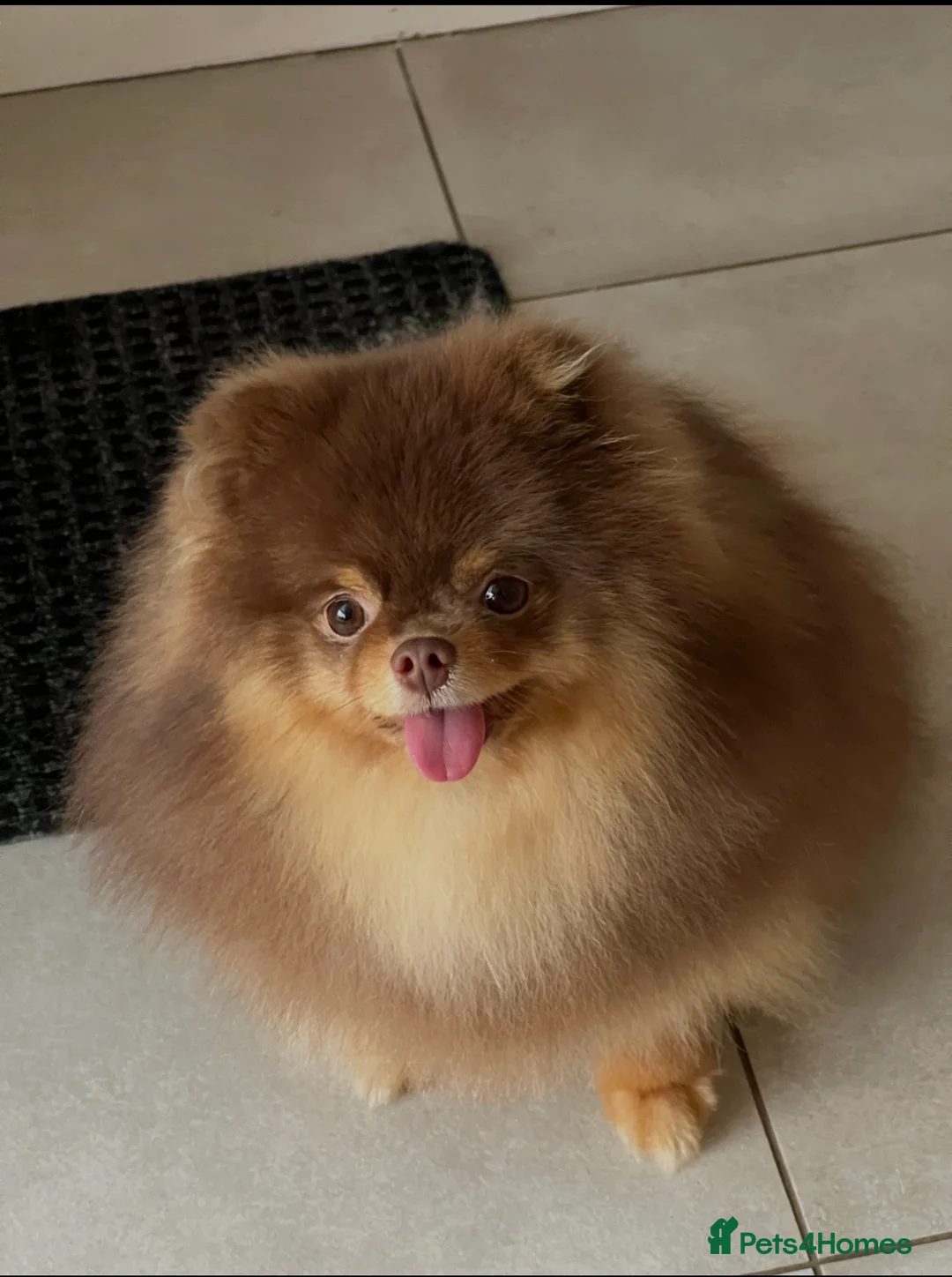 Pomeranian dogs for stud: True-Breed Chocolate and Tan Pomeranian  - Advert 2