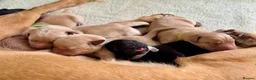 Labrador Retriever dogs for sale: KC Registered Labrador Puppies Red & Black in Bristol - Advert 15