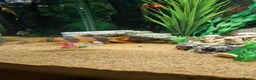 Loaches fish for sale: Clown loach and Flying Silver Fox - Advert 2