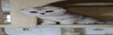 Scottish Fold 1