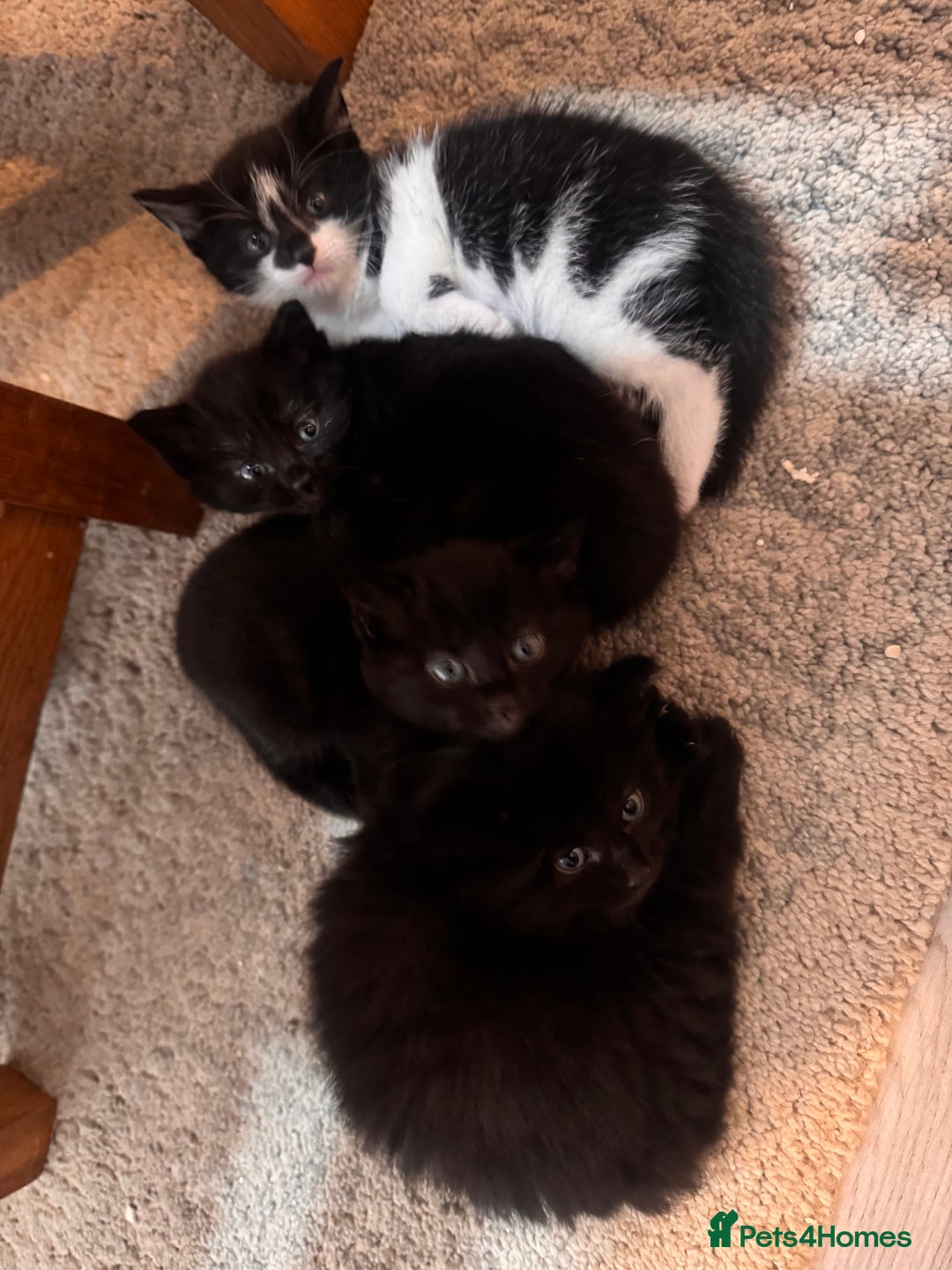 Domestic Shorthair cats for sale: Kittens for sale  - Image 4