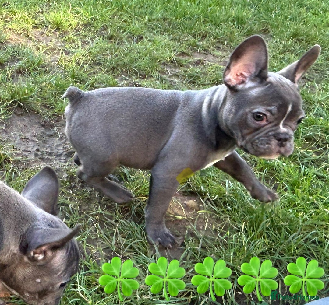 French Bulldog dogs for sale: French Bulldog Blue Girl 12 weeks old ! Last one - Advert 25
