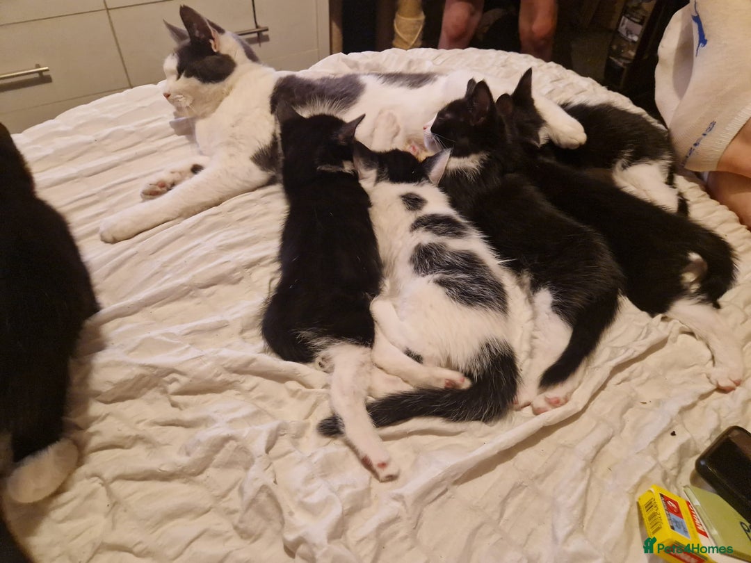 British Shorthair cats for sale: Gorgeous kittens. Boys/girls Can deliver. £60 ono - Advert 5