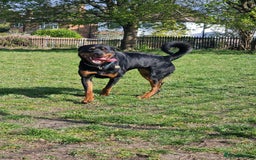 Rottweiler dogs for sale: Rottweiler puppies  - Image 19