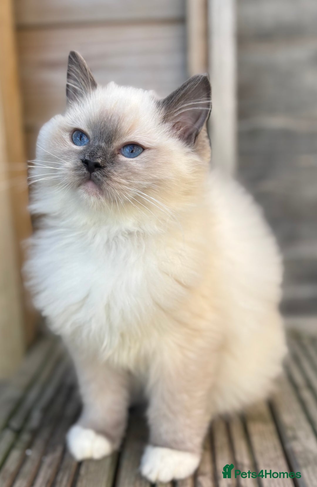 Ragdoll cats for sale: Absolute stunning gccf  blue mitted girl  - Image 1