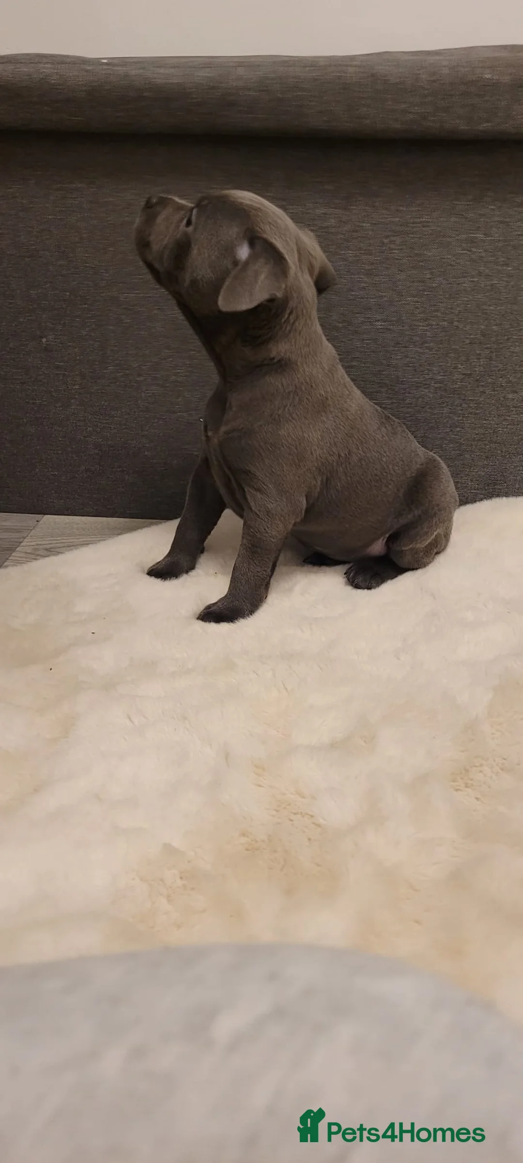 Staffordshire Bull Terrier dogs for sale: Bluebullz☆bullscaff☆5☆☆ready to go 18th 2 left  - Advert 9