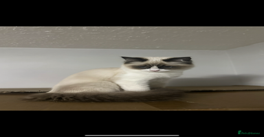 Ragdoll cats - Advert 6