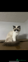 Ragdoll cats - Advert 11