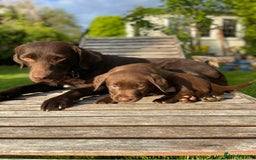 Labrador Retriever dogs for sale: Chunky Chocolate Labrador Puppies - Advert 1