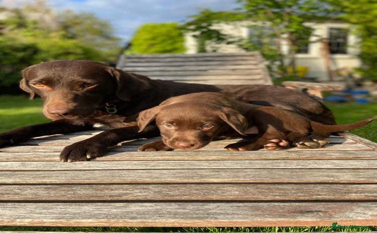 Labrador Retriever dogs Chunky Chocolate Labrador Puppies - Advert 1