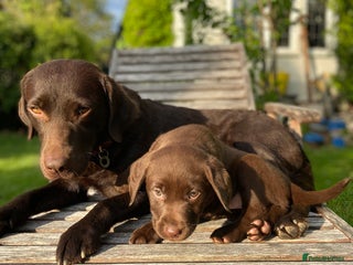 Labrador Retriever dogs Chunky Chocolate Labrador Puppies - Advert 5