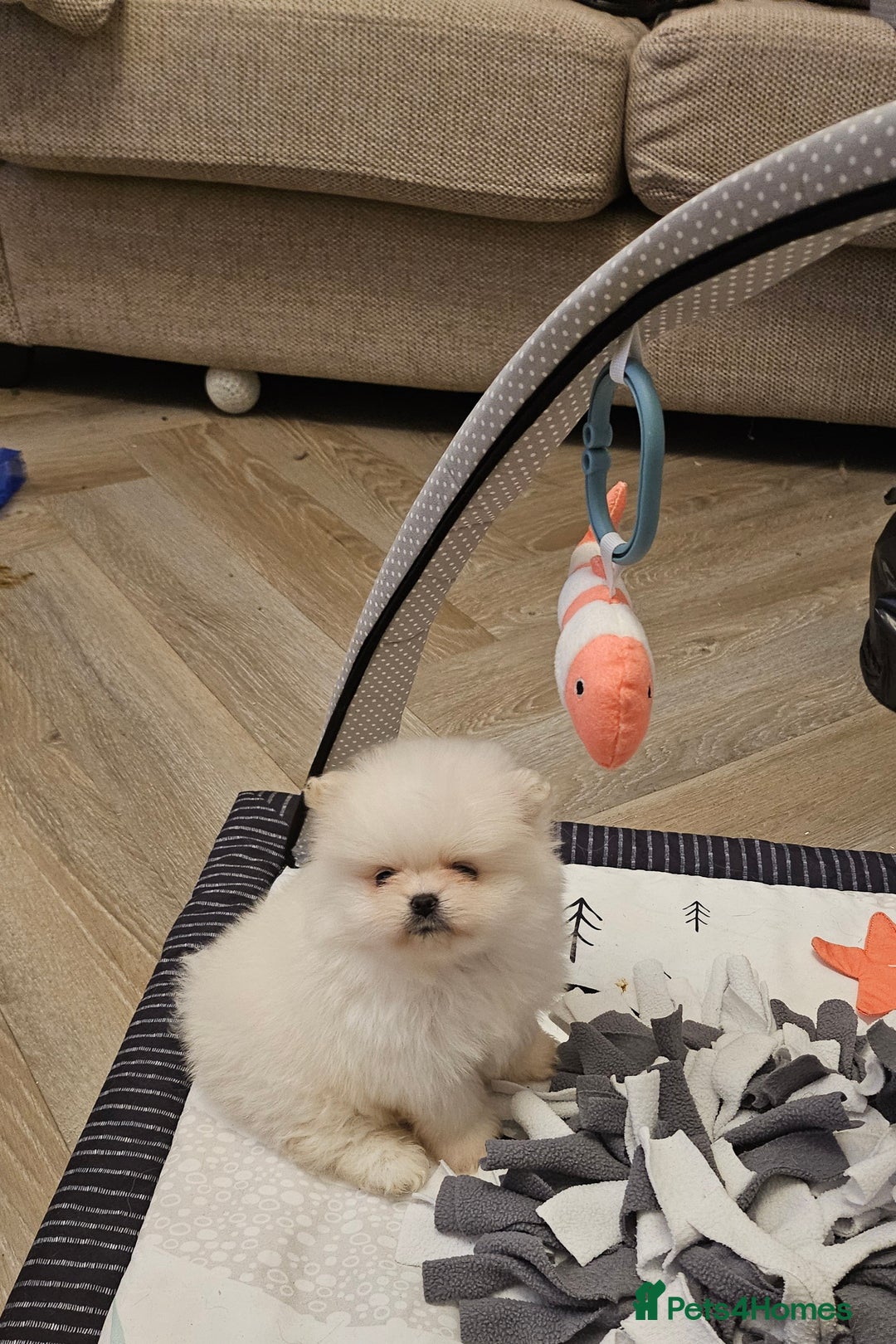 Pomeranian dogs for sale: 2 white boys - Advert 5