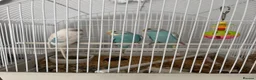 Budgerigars birds for sale: Beautiful baby budgies - Advert 4