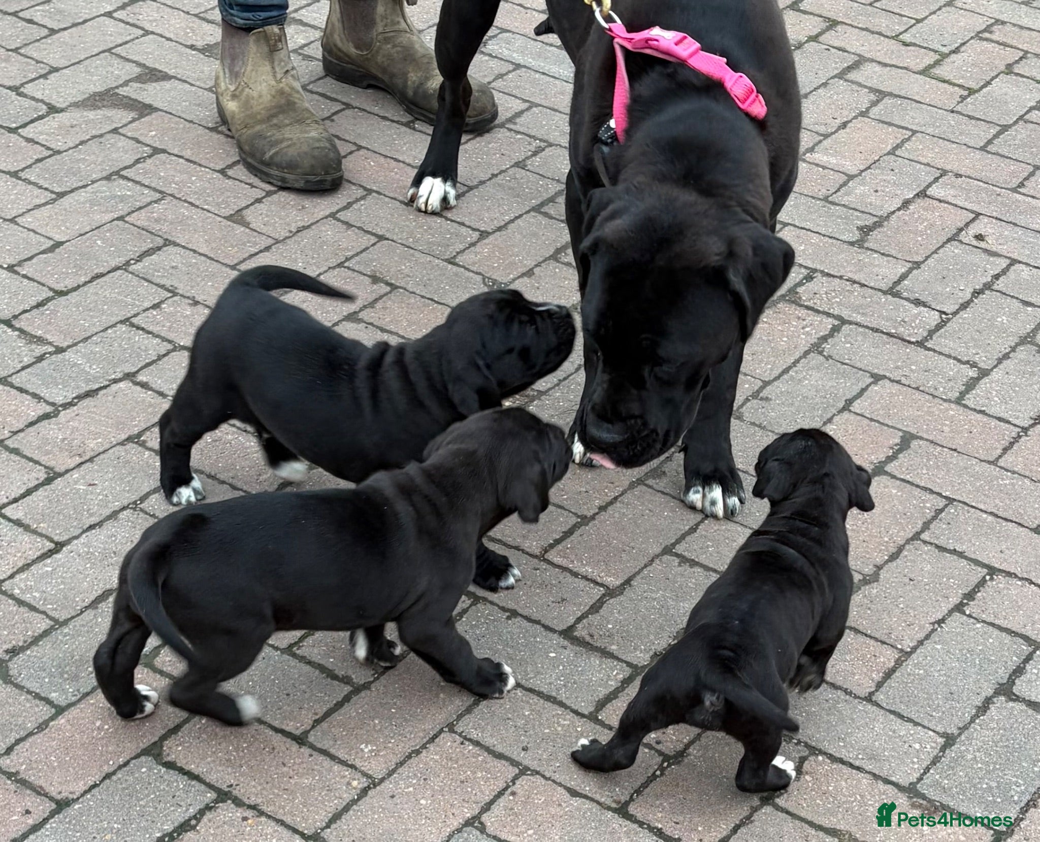 Cane Corso dogs Beautiful pure bred cane corso pups  - Advert 2