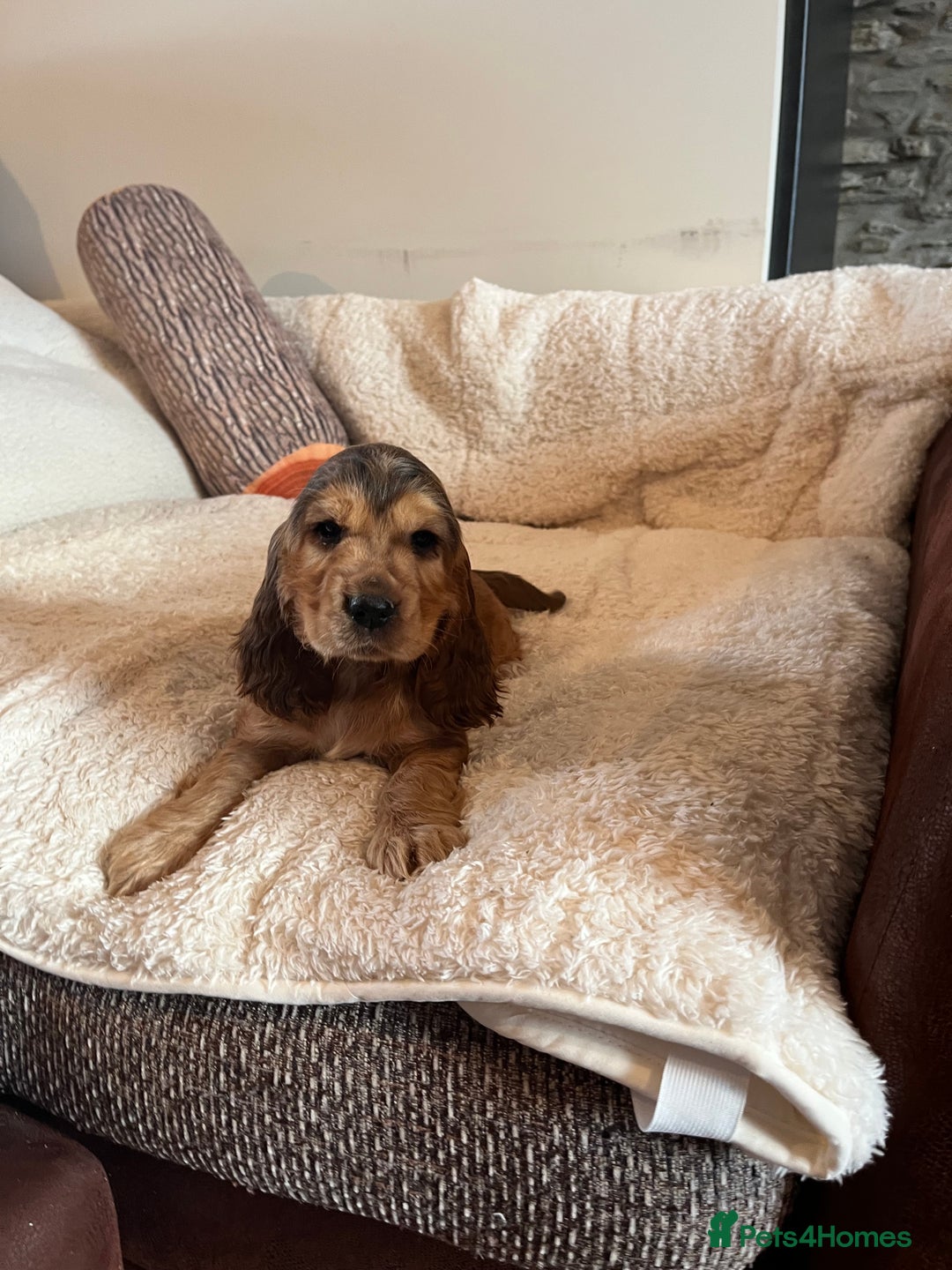 Cocker Spaniel dogs for sale: Health tested KC reg low co eff show type cockers - Advert 4