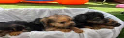 Mixed Breed dogs for sale: Borderpoo vet checked, 1st cross puppies - Advert 18