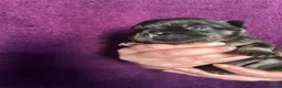 French Bulldog dogs for sale: Fluffy French bulldog puppies - Advert 25