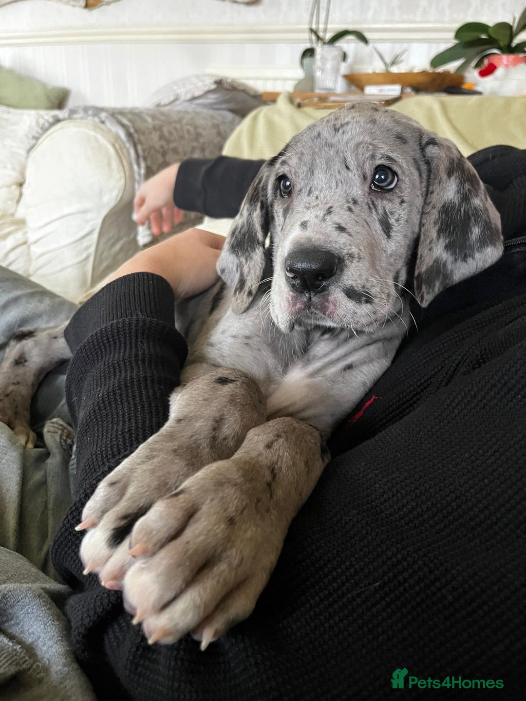 Great Dane dogs for sale: GREATEST DANE PUPS - KC Reg  - Advert 9