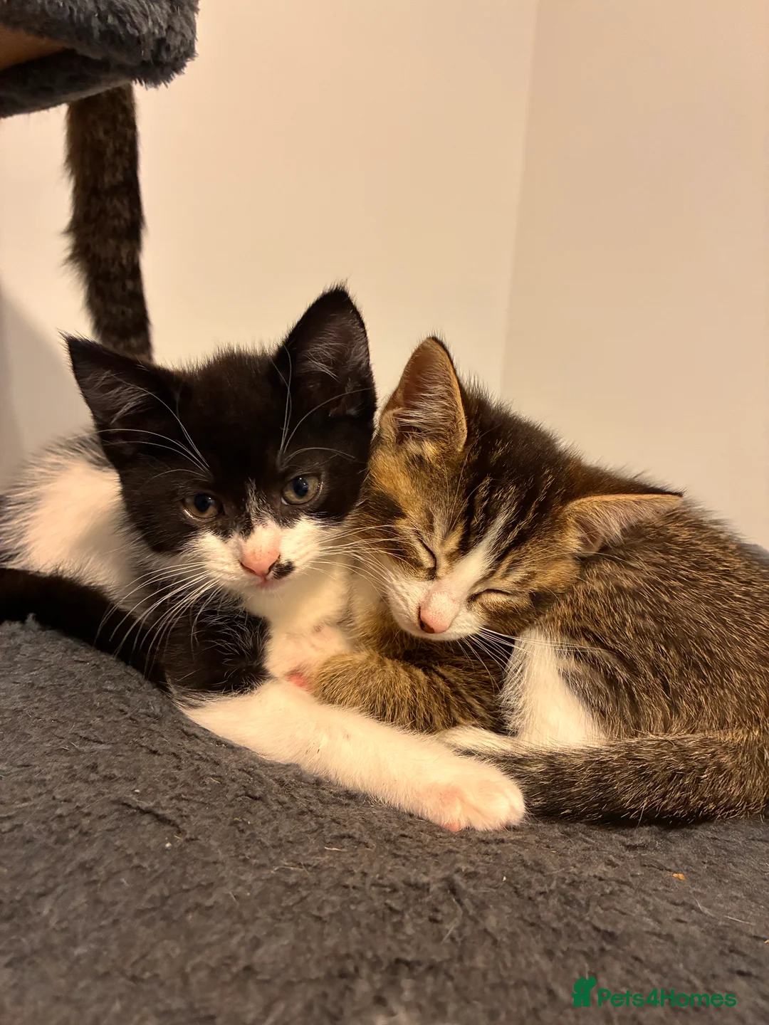 Mixed Breed cats for sale: Lovely playful kittens  - Advert 2