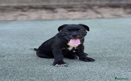 Mixed Breed dogs for sale: Cane corso / American bully Puppies  - Image 6