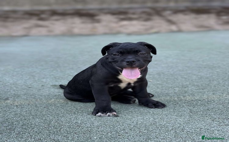 Mixed Breed dogs - Advert 1