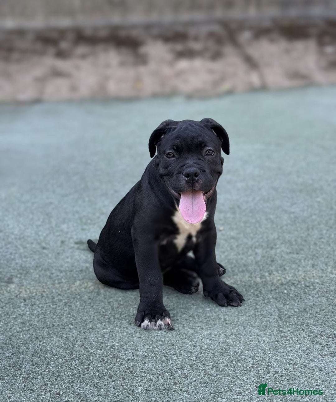 Mixed Breed dogs for sale: Cane corso / American bully Puppies  - Image 6