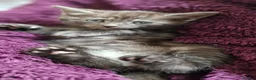 Mixed Breed cats for sale: Marble Bengal x Maine Coon kittens in New Milton - Advert 20