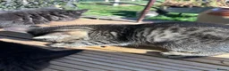 Mixed Breed cats for sale: Three beautiful kittens  - Advert 8