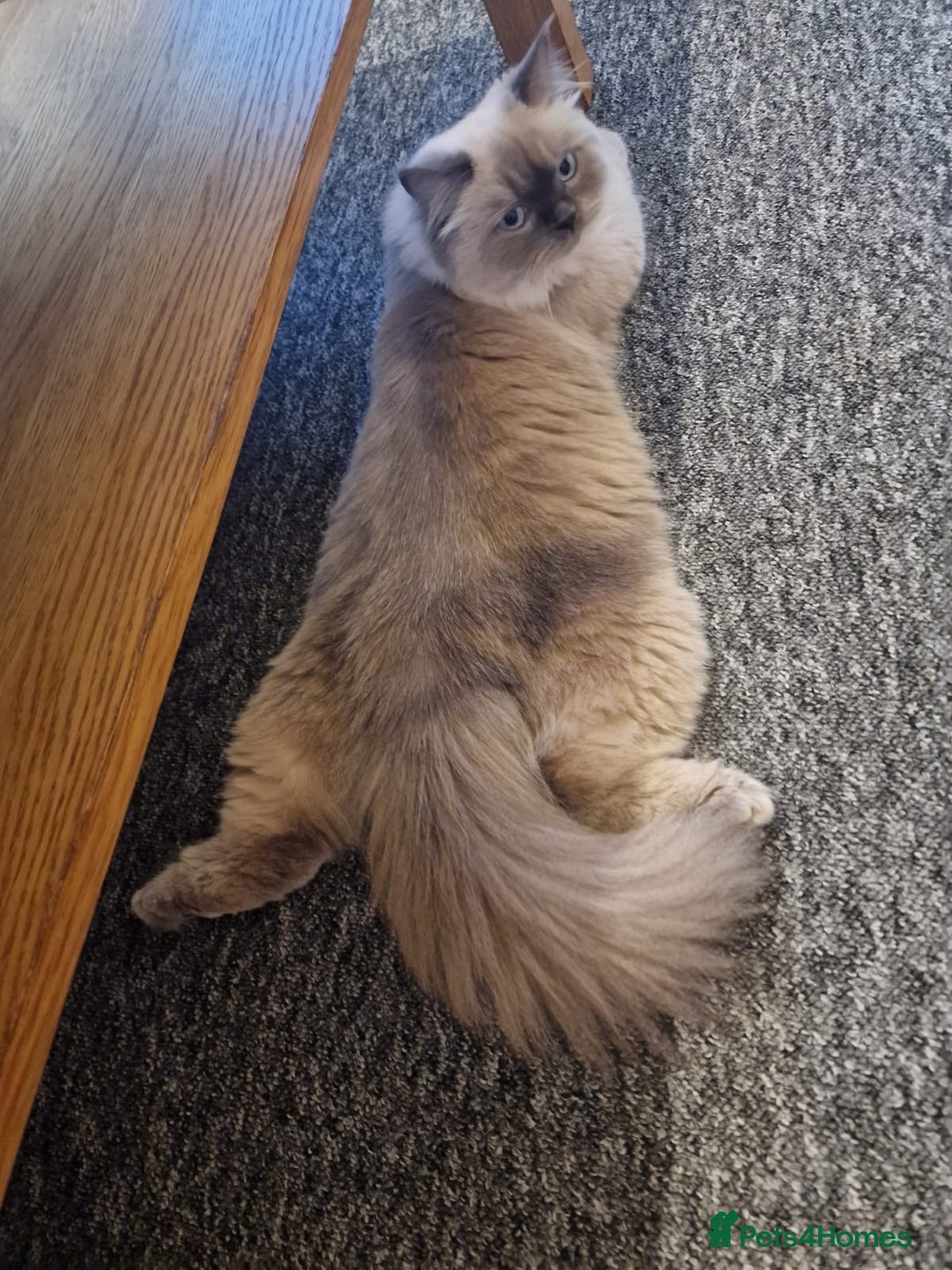British Shorthair cats for sale: 3 lovely BS boys - Image 10