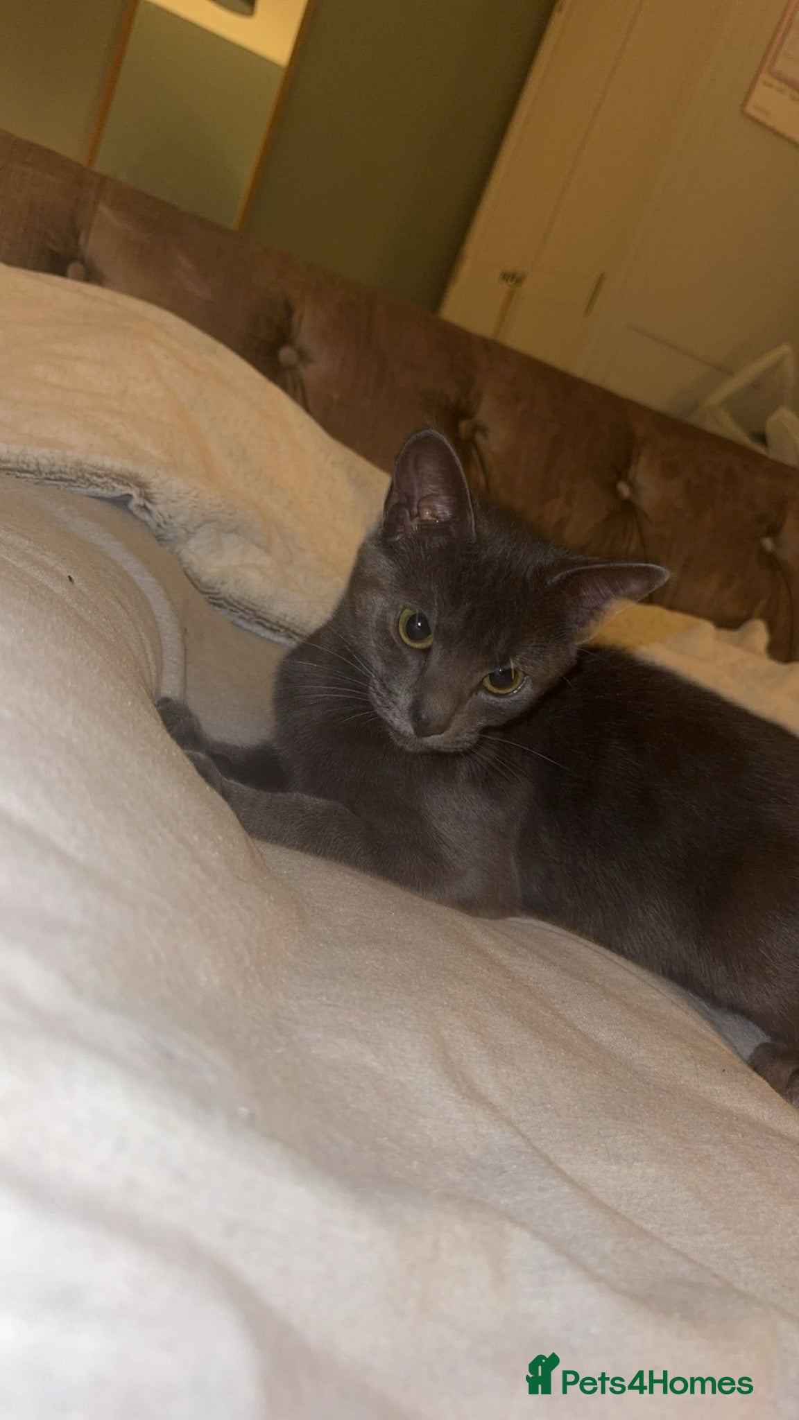 Mixed Breed cats Grey cat - Advert 1