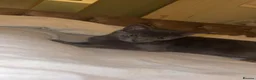 Mixed Breed cats for sale: Grey cat - Advert 1