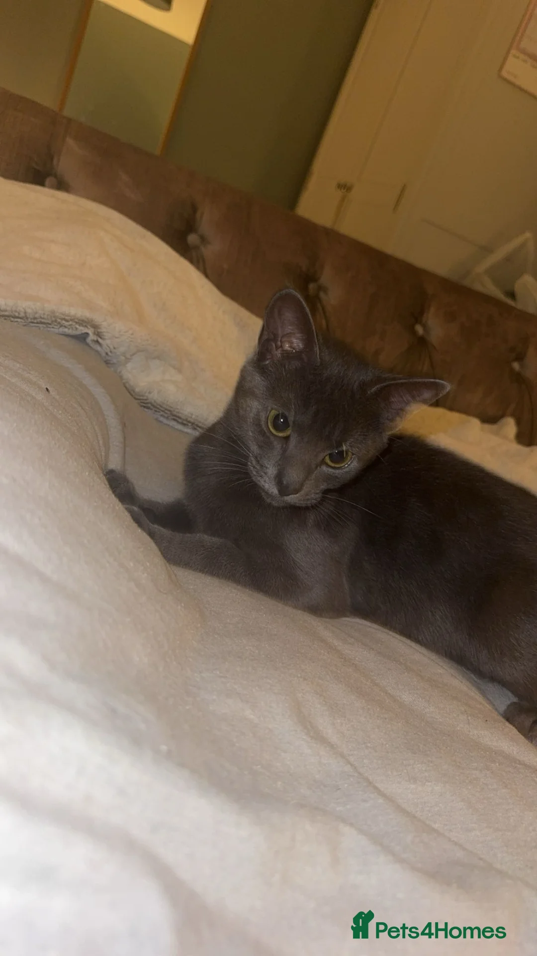 Mixed Breed cats for sale: Grey cat - Advert 1