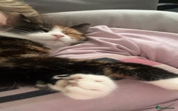 Domestic Shorthair cats for sale: Are you Bambis forever home? - Image 5