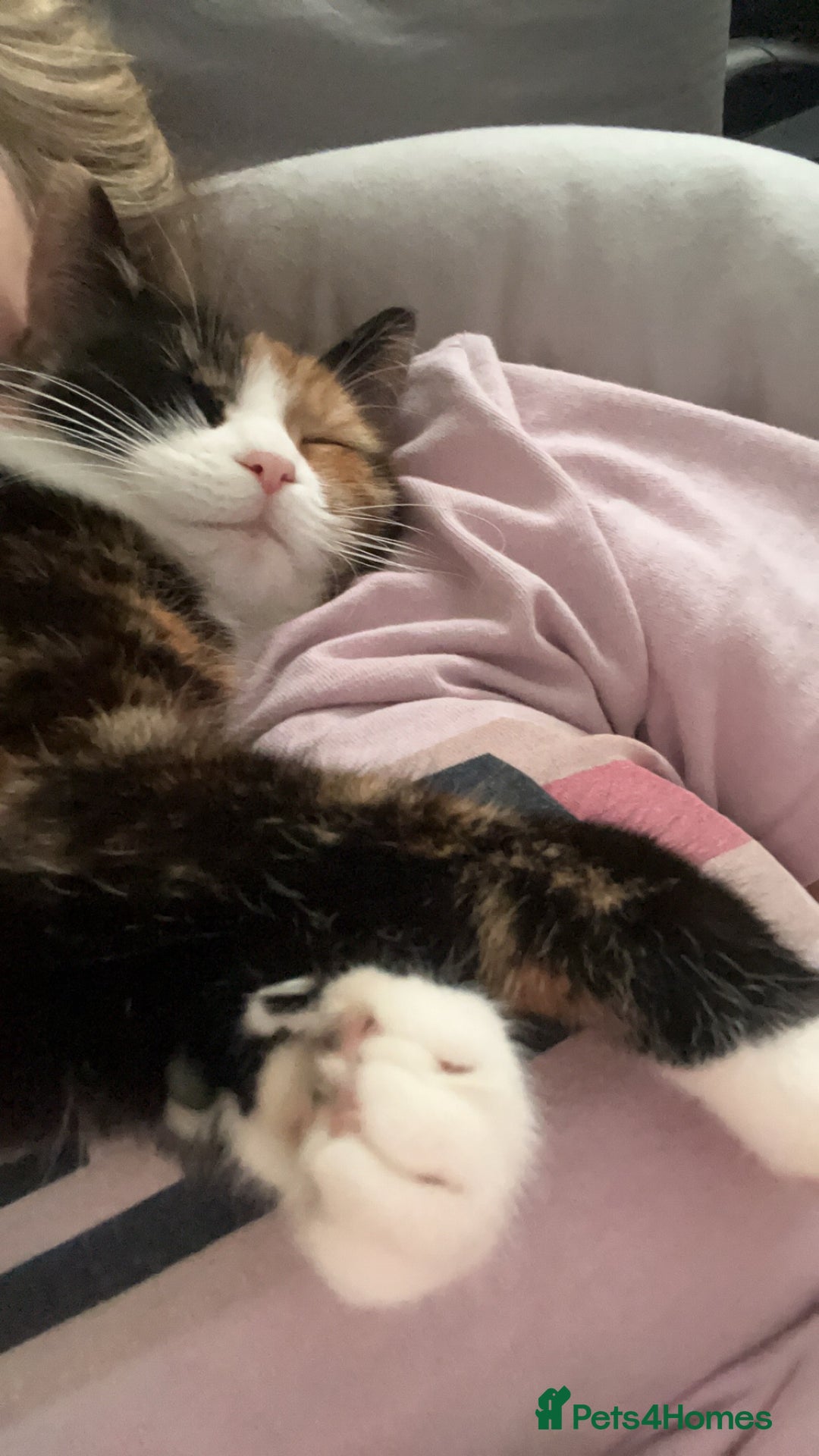 Domestic Shorthair cats for sale: Are you Bambis forever home? - Image 5