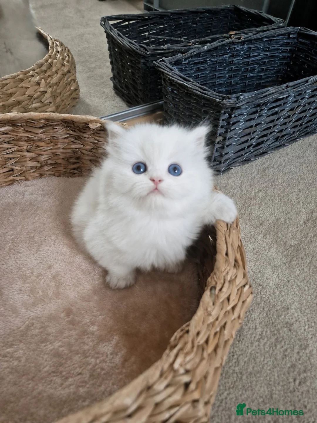 British Longhair cats for sale: Fluffy Chunky British Longhair  - Advert 7