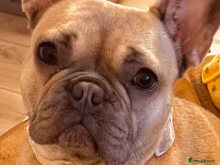 French Bulldog dogs Voilet rose - Advert 2