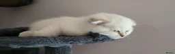 Scottish Fold cats for sale: Scottish fold  - Advert 17