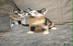 Brazilian Shorthair cats for sale: Beautiful kittens bsh - Image 2