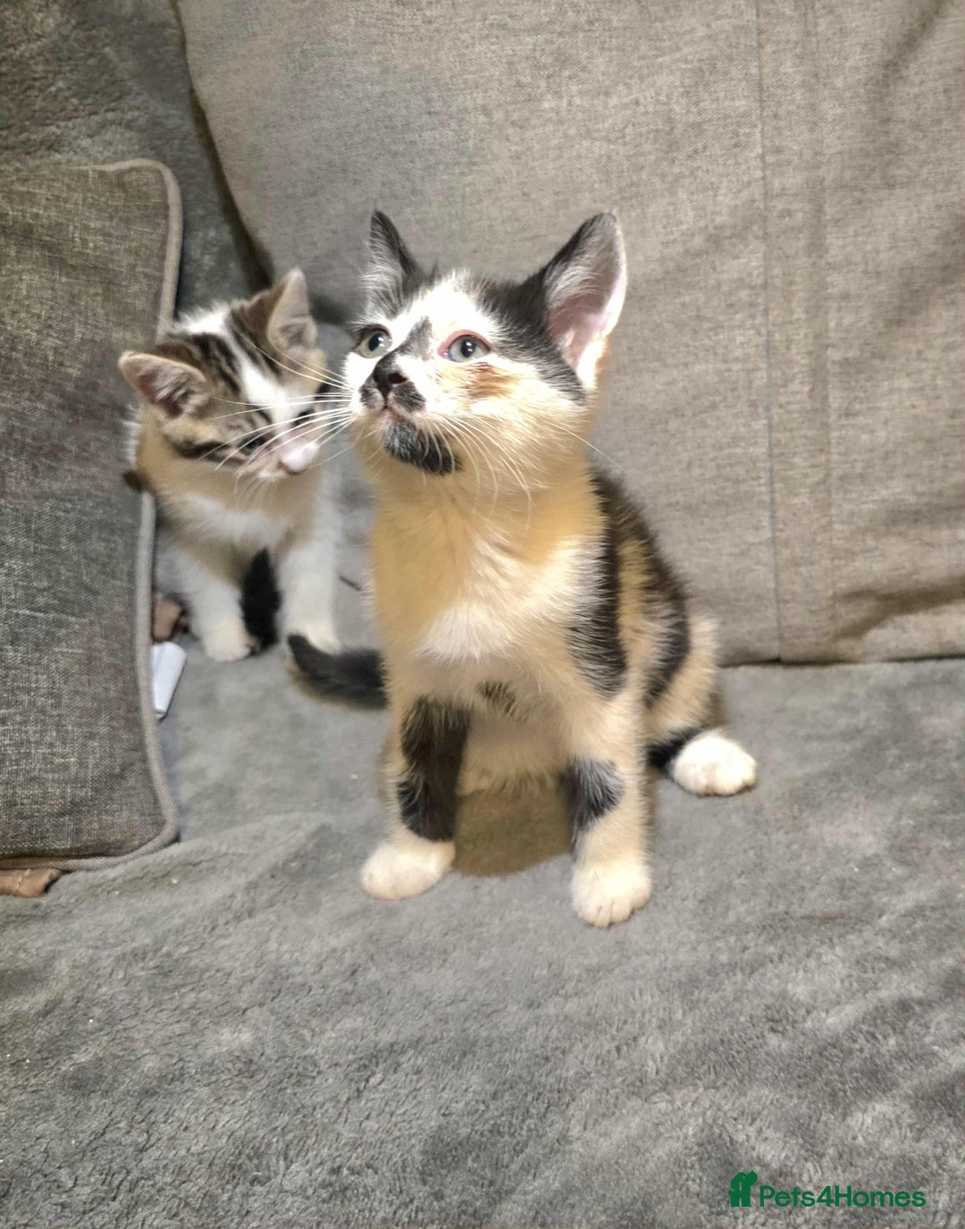 Brazilian Shorthair cats for sale: Beautiful kittens bsh - Image 2