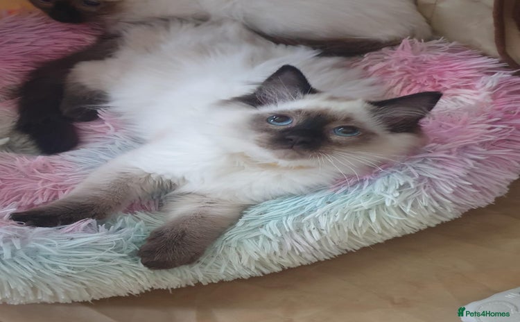 Ragdoll cats in Lancaster - Advert 7