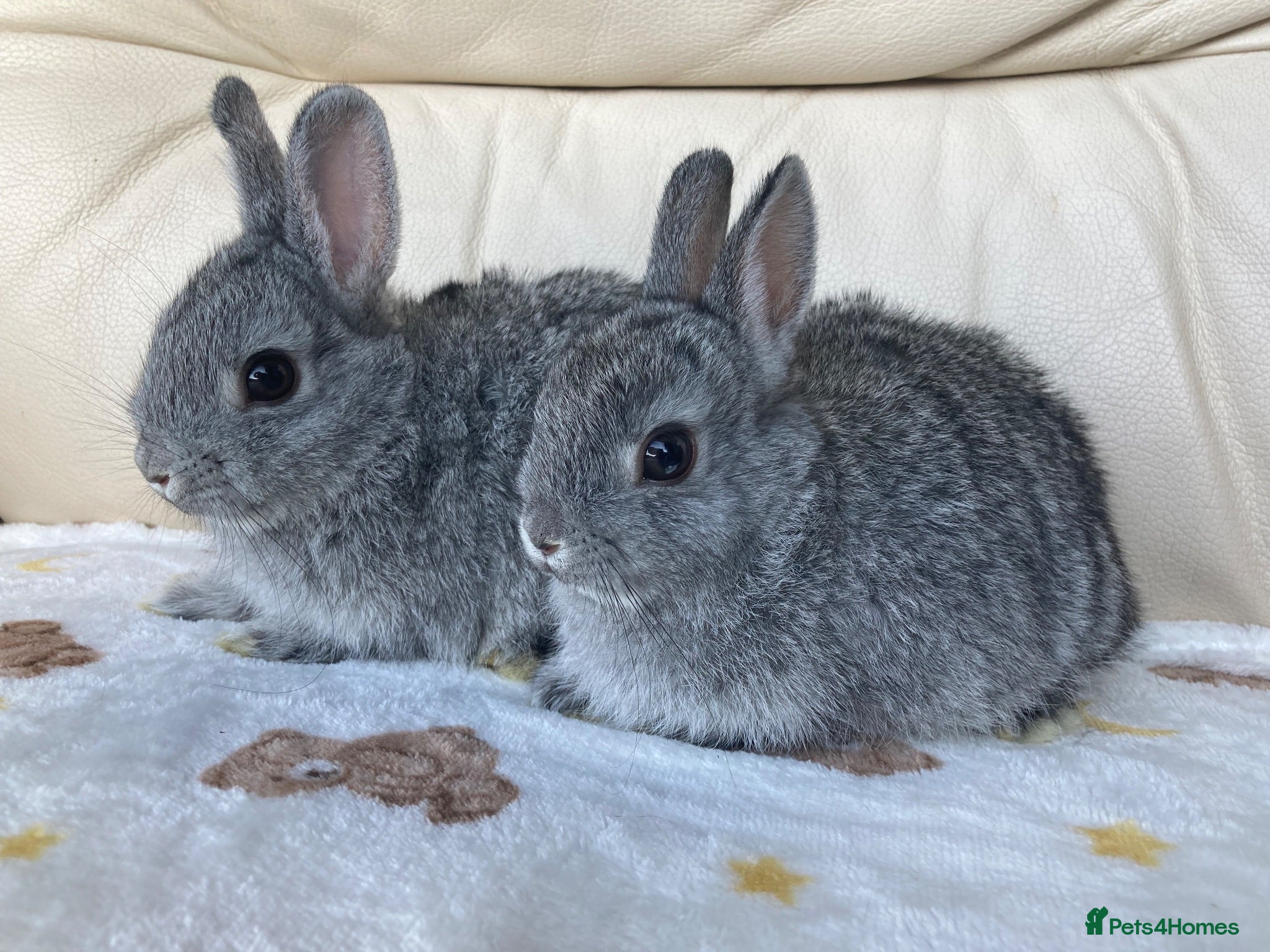 Netherland Dwarf rabbits 2 handsome pure bred Netherland Dwarf rabbits - Advert 2