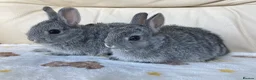 Netherland Dwarf rabbits for sale: 2 handsome pure bred Netherland Dwarf rabbits - Advert 1