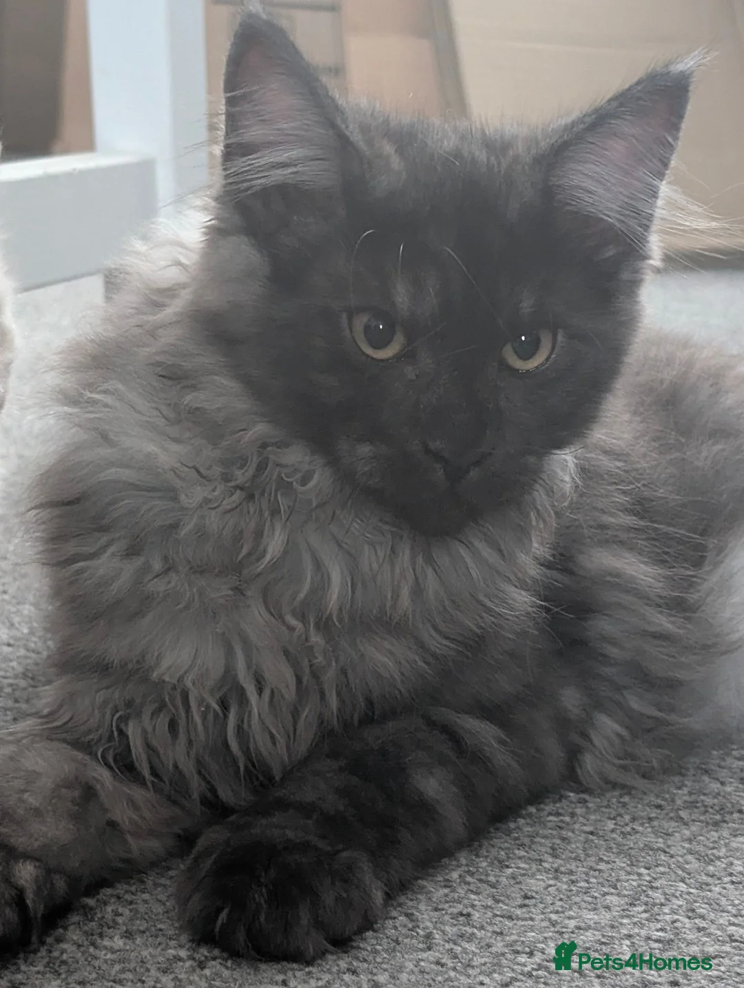 Maine Coon cats for sale: Large kittens growing nicely  - Advert 2