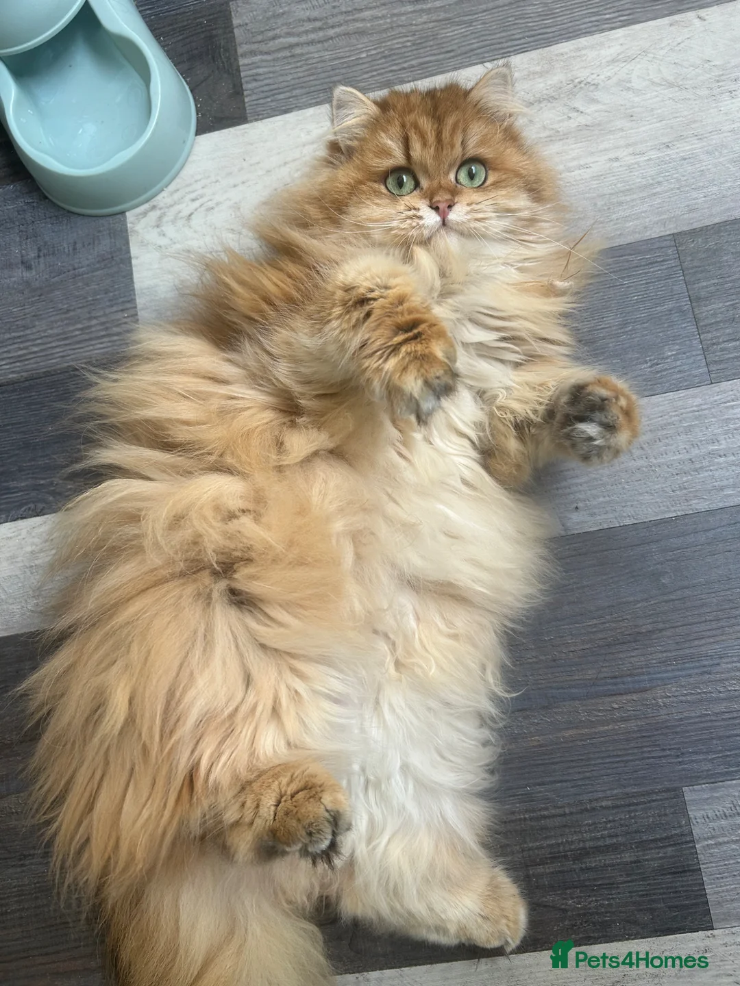British Longhair cats for sale: Female British Longhair Cat- 1 year old  - Advert 2