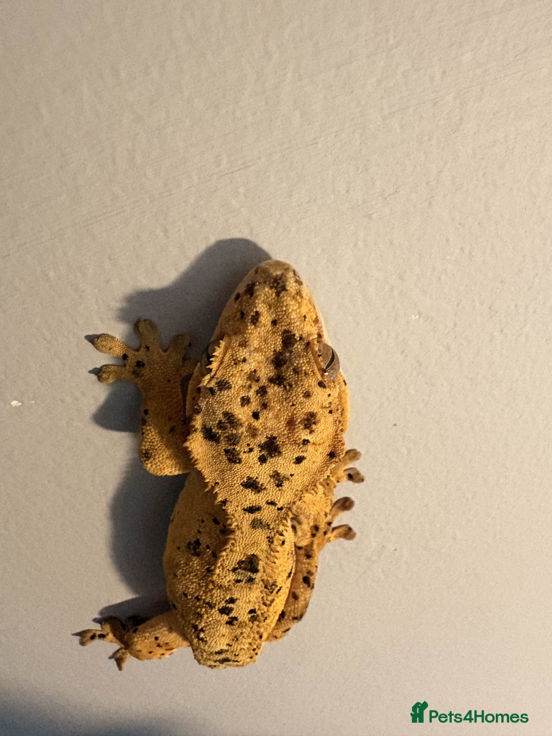 Gecko reptiles for sale: Crested Geckos - Various morphs - Ready to go - Advert 9