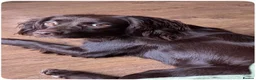 Sprocker dogs for sale: F1 Sprocker Puppies Due 9th October. Health tested in Bristol - Advert 3