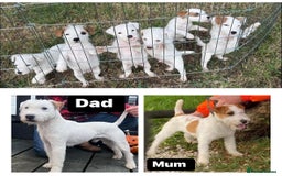 Parson Russell dogs for sale: Quality Parson Russell’s  - Image 1