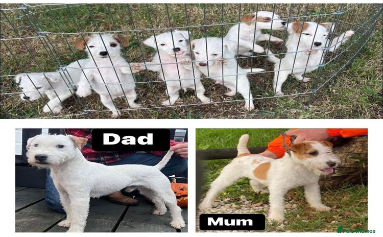 Parson Russell dogs - Advert 1