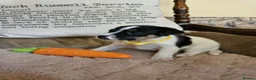 Jack Russell dogs for sale: TRADITIONAL JACK RUSSELL FROM WORKING ORGANIC FARM - Advert 13